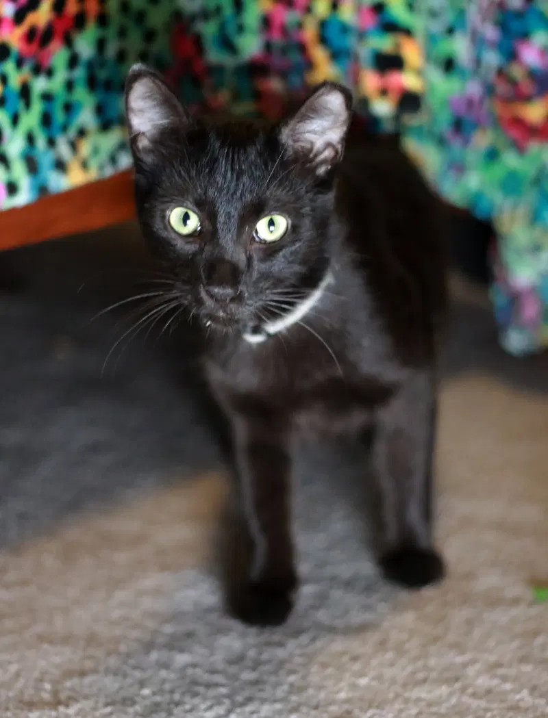 Nibs, photo 4