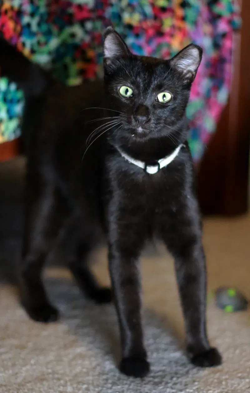 Nibs, photo 3