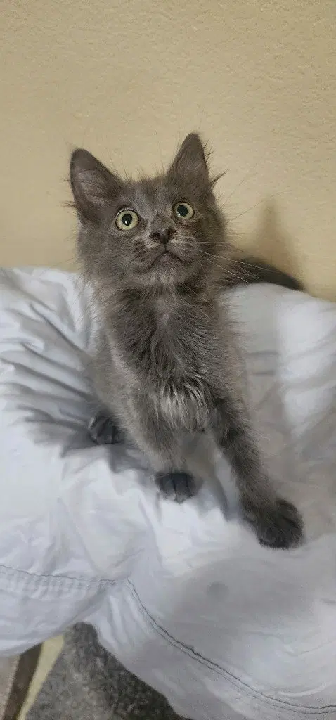 Smokey Grey, photo 2