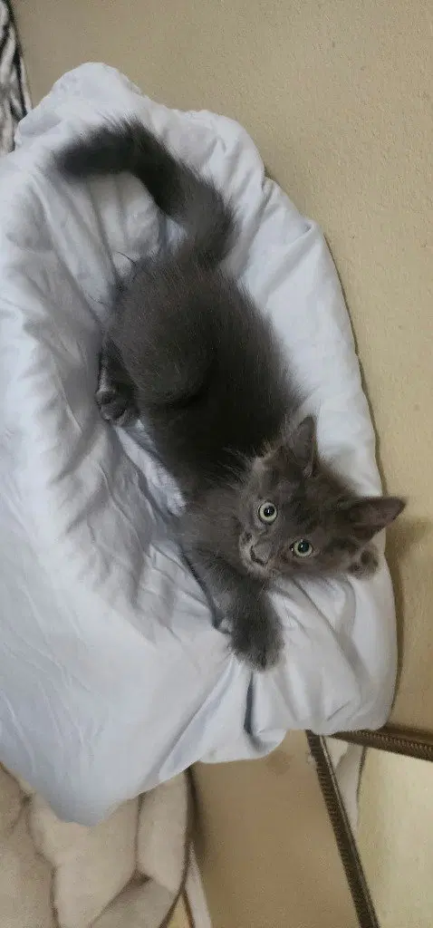 Smokey Grey, photo 4