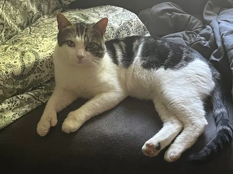 Watch the video of Mitts