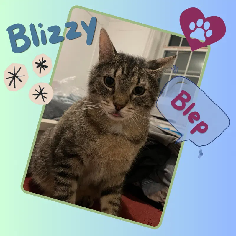 Blizzy, photo 2