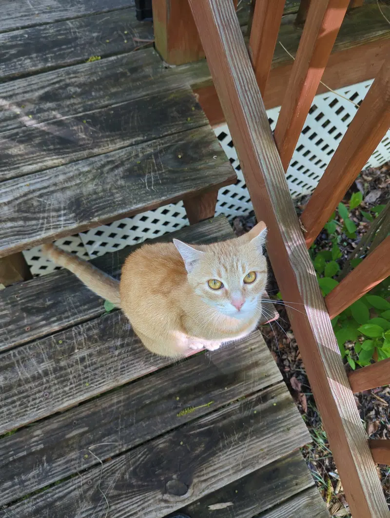 Biscuit, photo 5