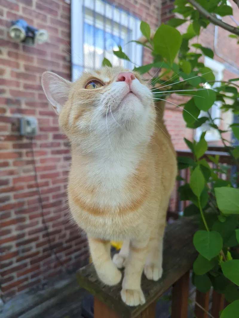 Biscuit, photo 4