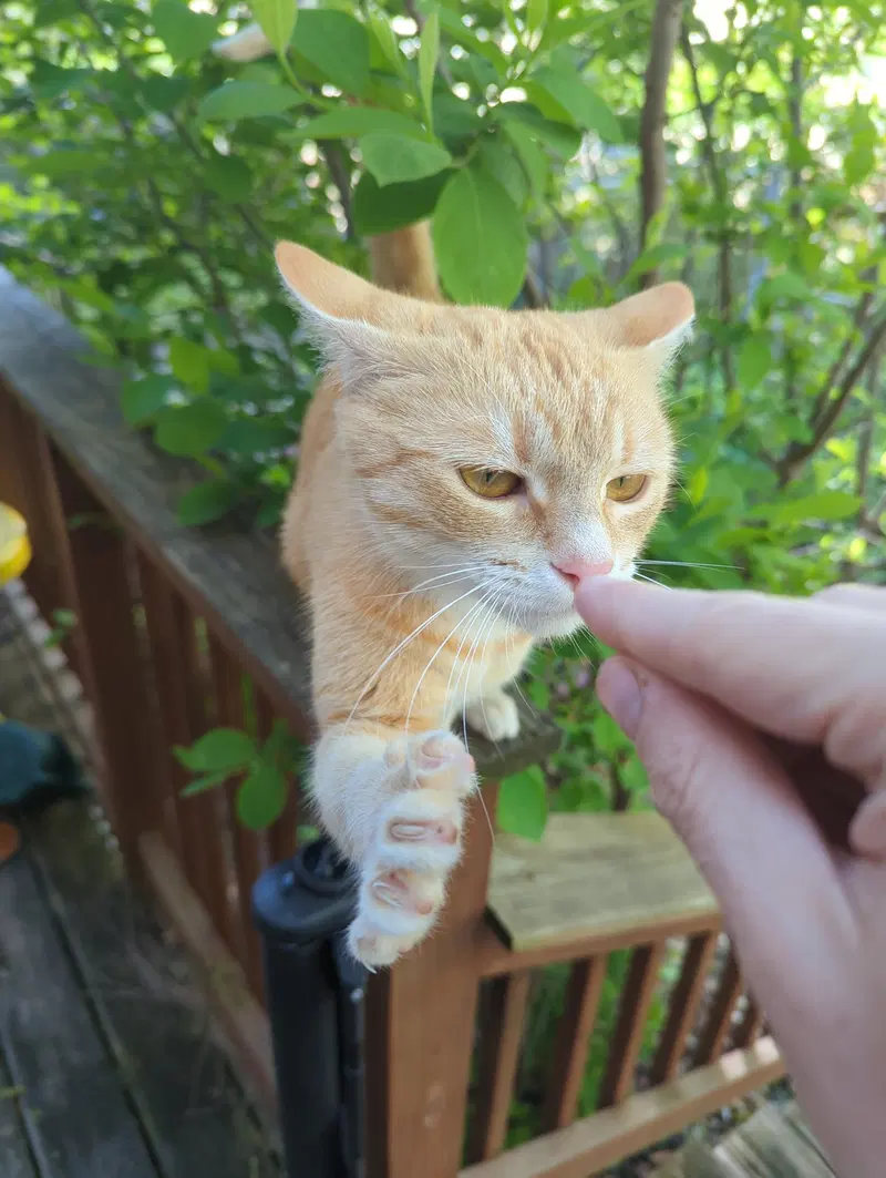 Biscuit, photo 6