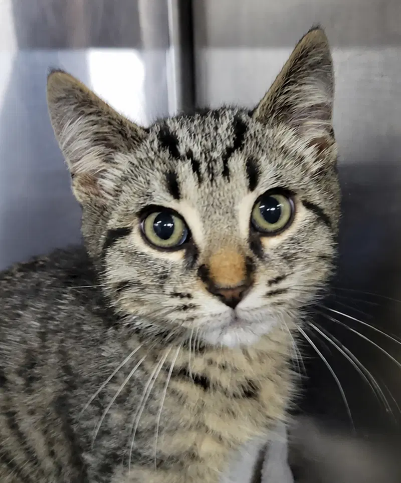 Kitten Alpina, photo 2