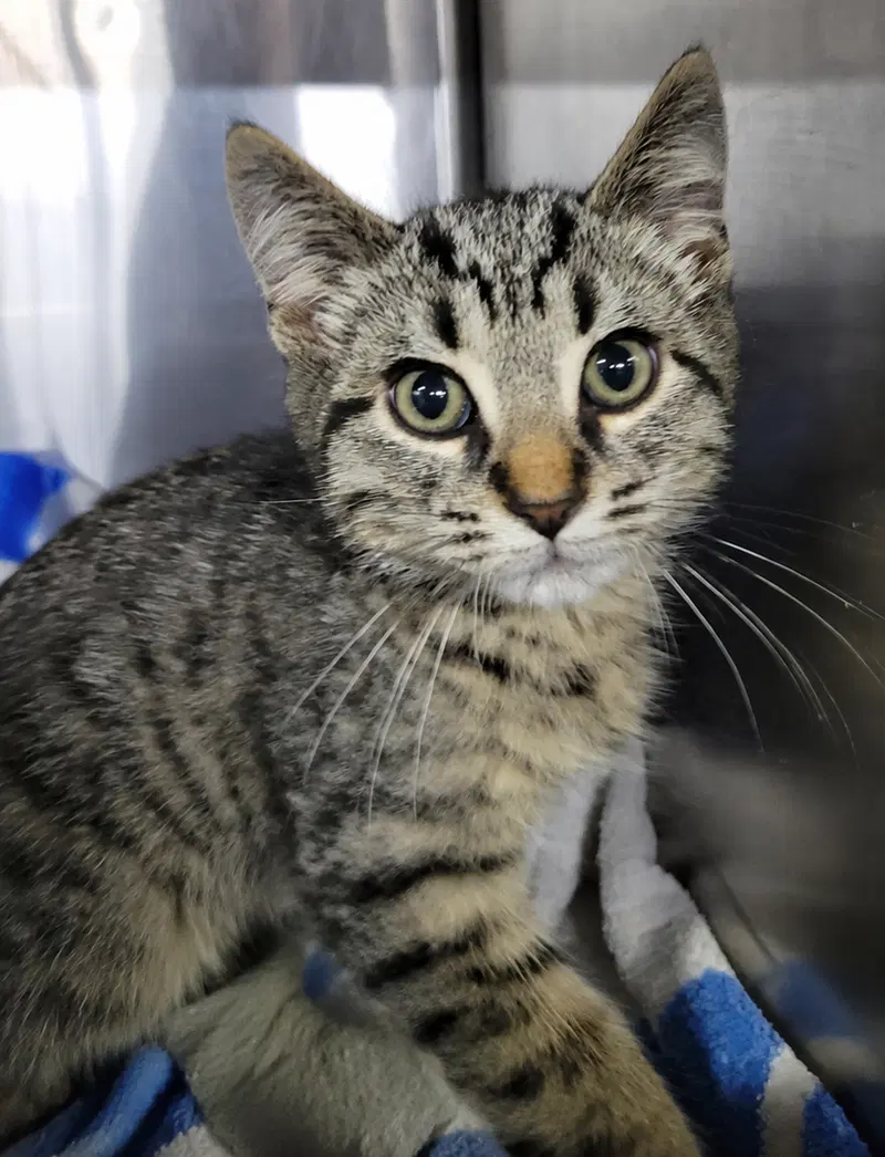 Kitten Alpina, photo 3
