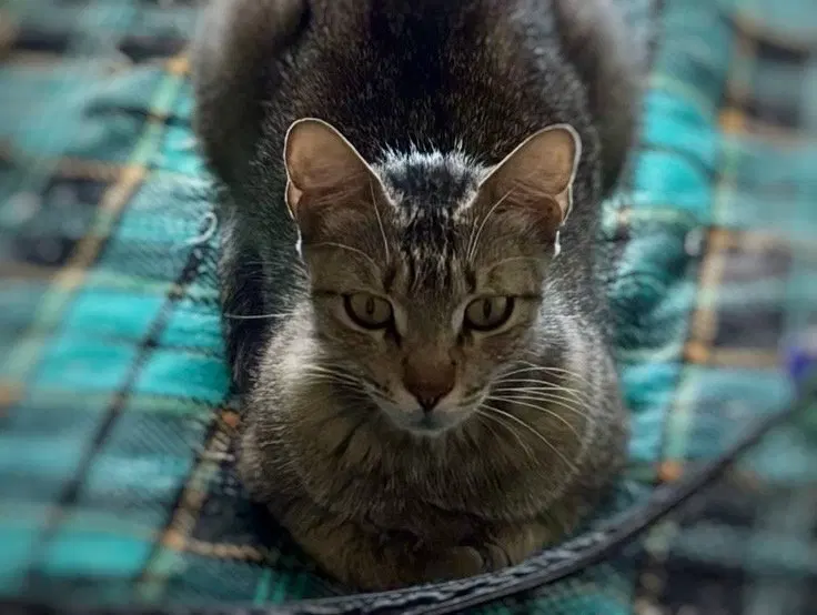 Frieda, photo 2