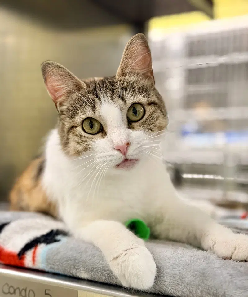 Mee Chew, an adult female cat up for adoption