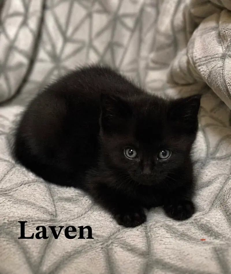 Laven, photo 9