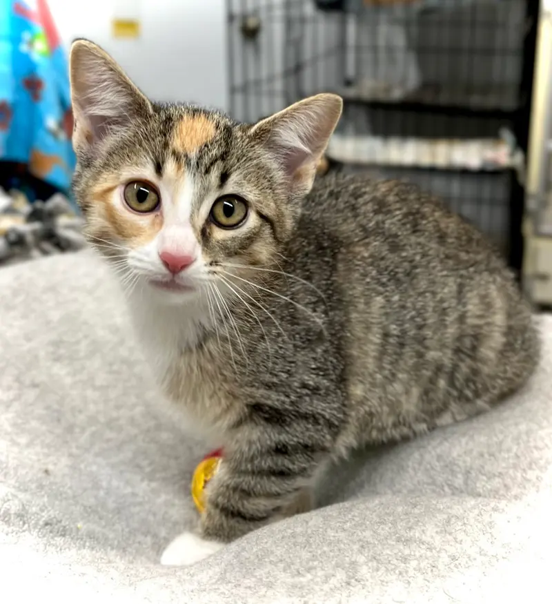 Golden Prize Melon, a female kitten up for adoption