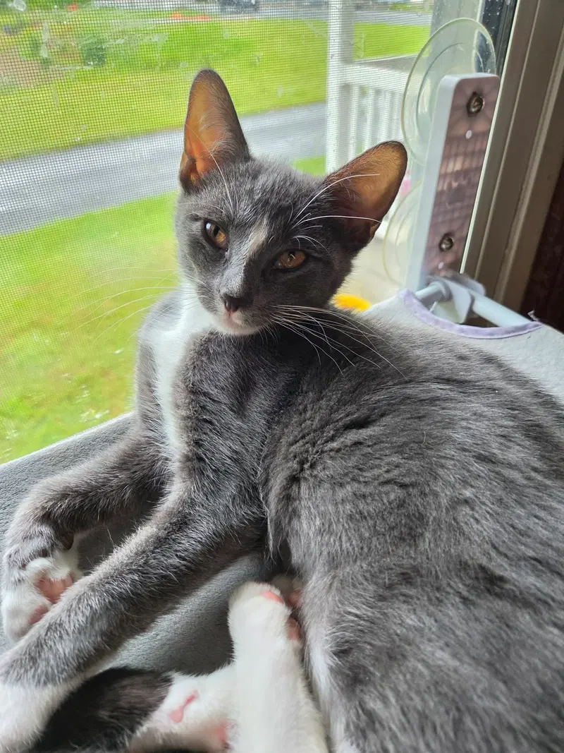 Harley, photo 2