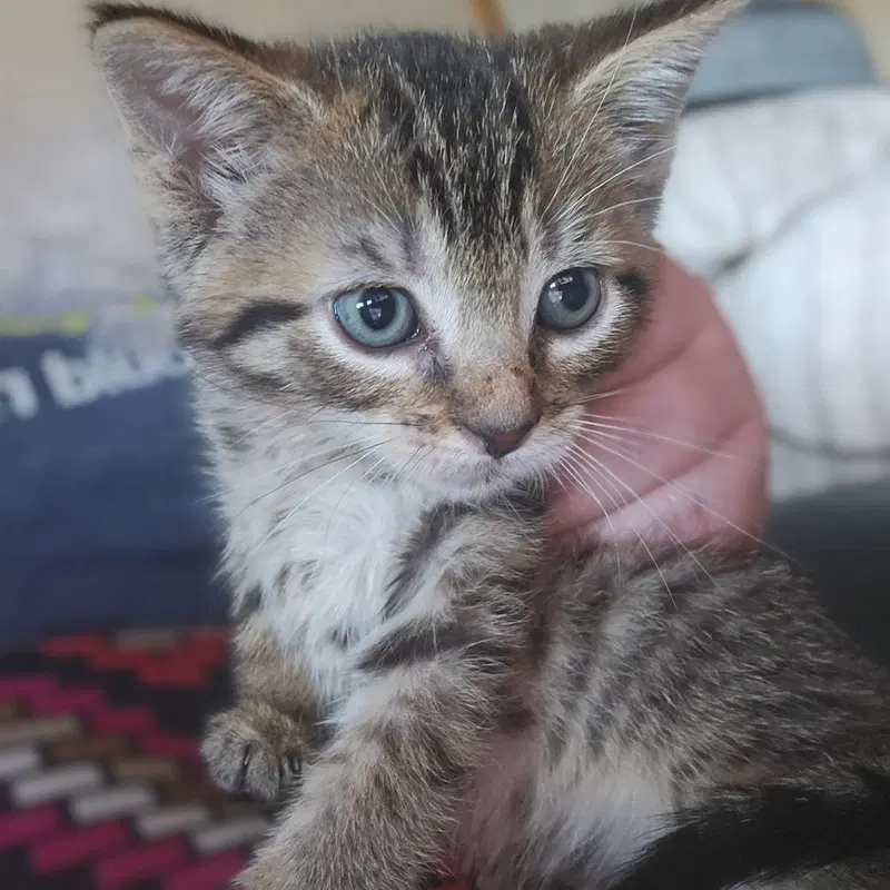 C328 Litter Meowjic, photo 4