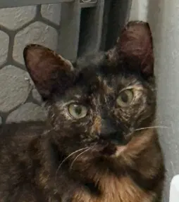 Chiniak, an adult female cat up for adoption