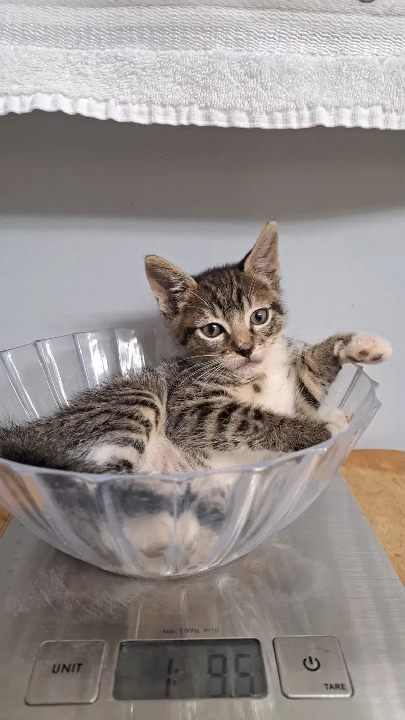 jaspurr, photo 2