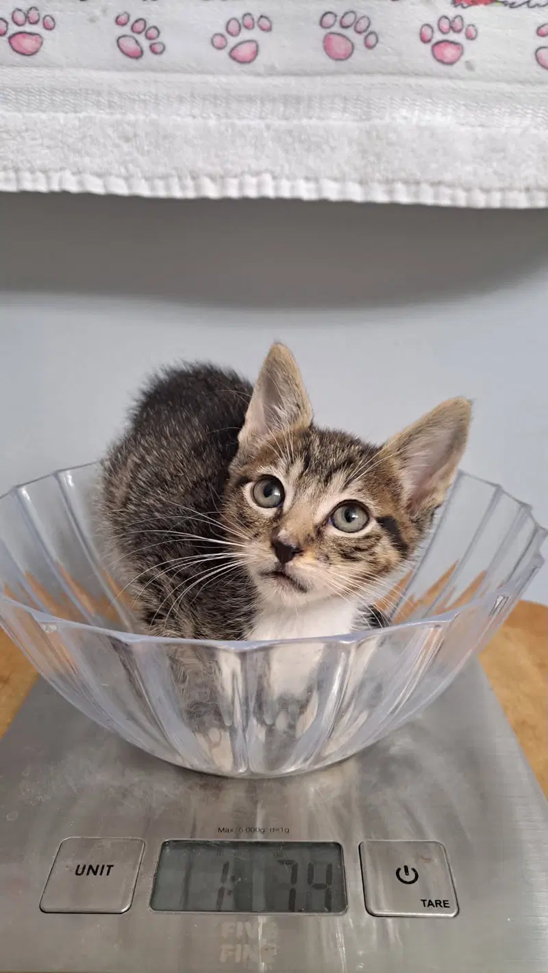jaspurr, photo 3