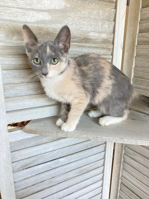 Watch the video of Sweetie