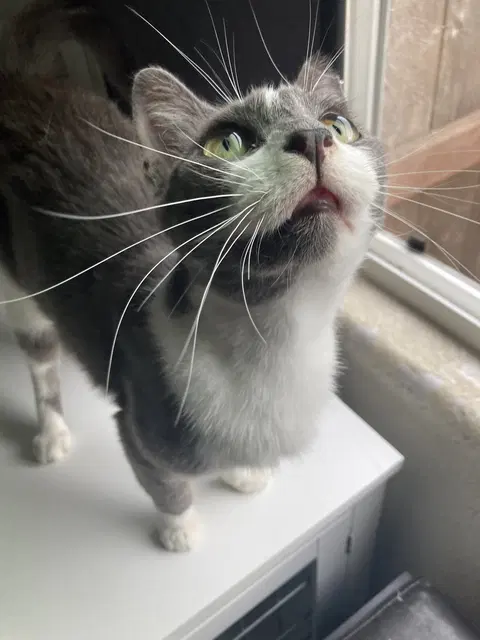 Watch the video of Monkey