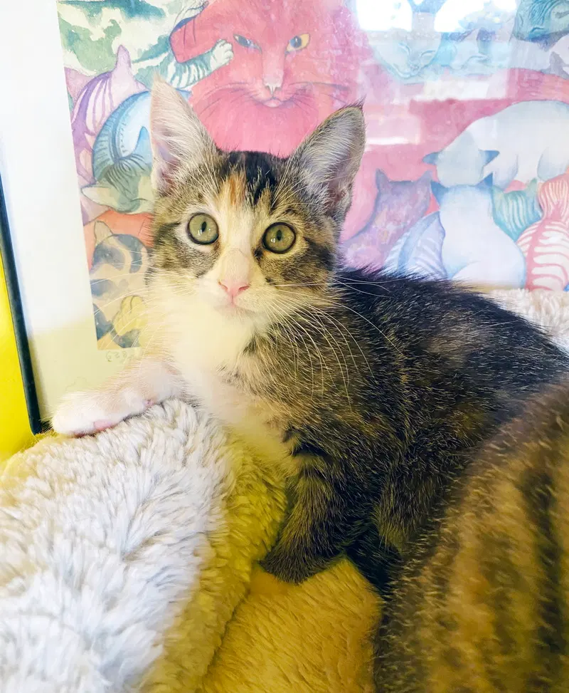 Sugar, photo 6