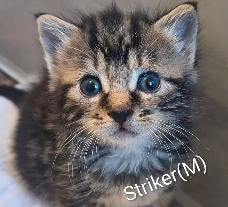 Striker, photo 2