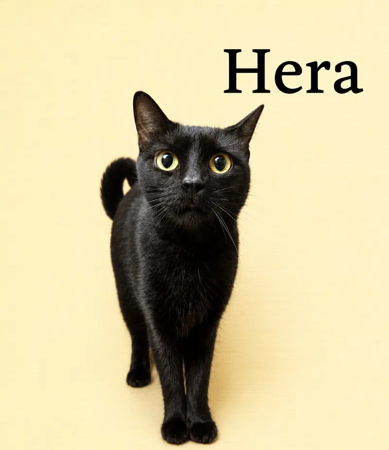Hera Willow Grove PA, photo 2