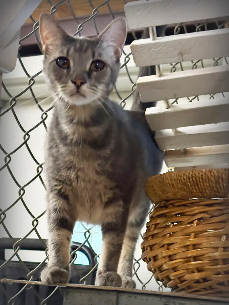 Mike, an adult male cat up for adoption