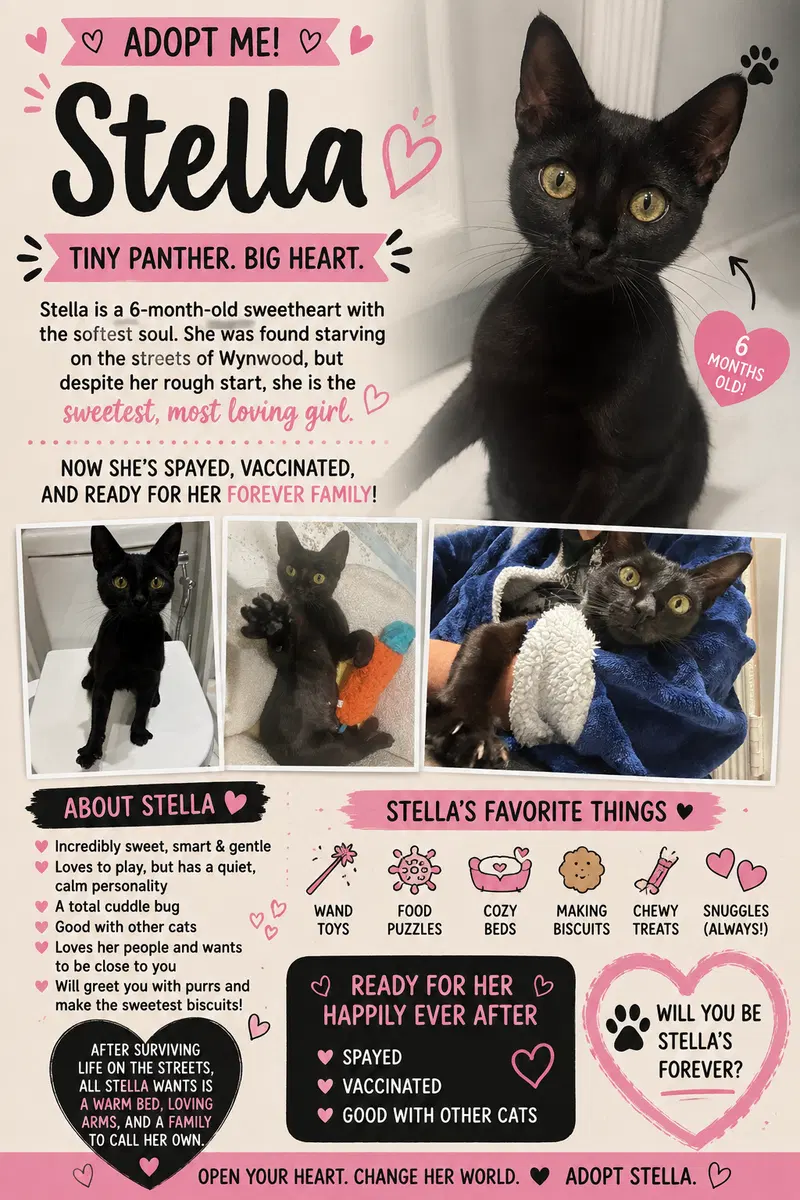 Stella, photo 2