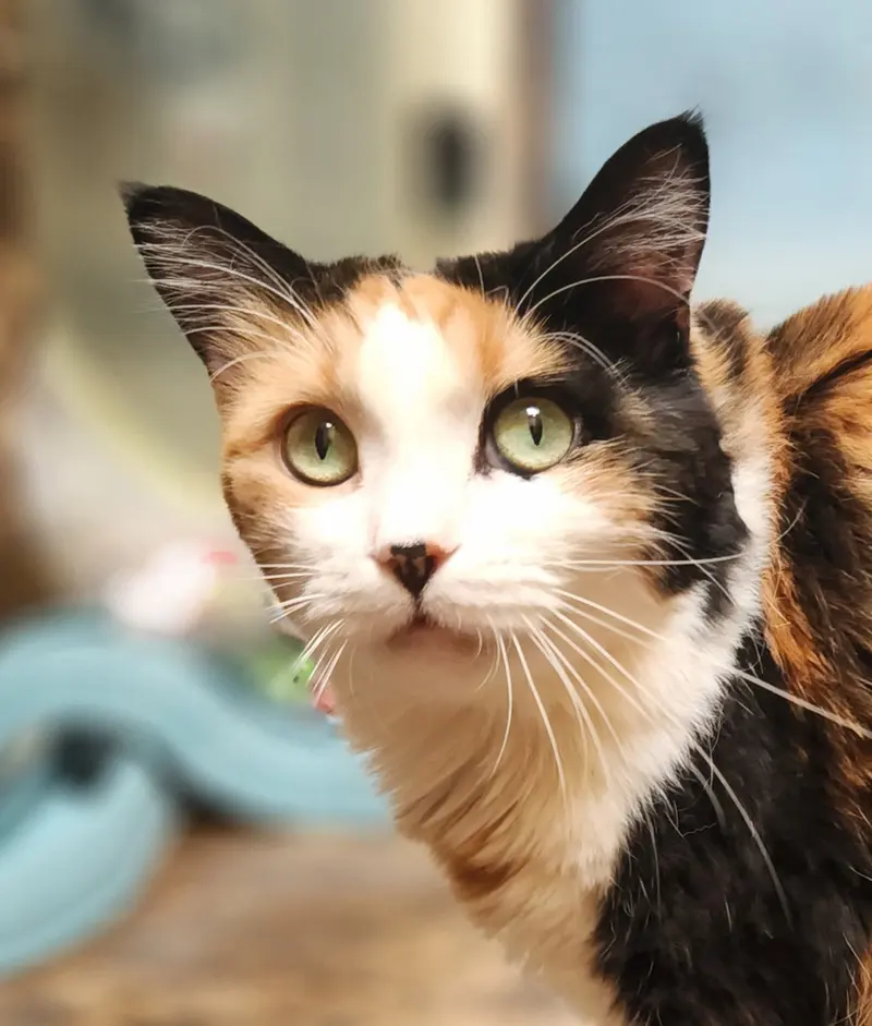 Callie, an adult female cat up for adoption