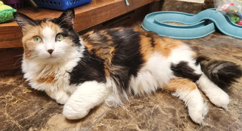 Callie, photo 3