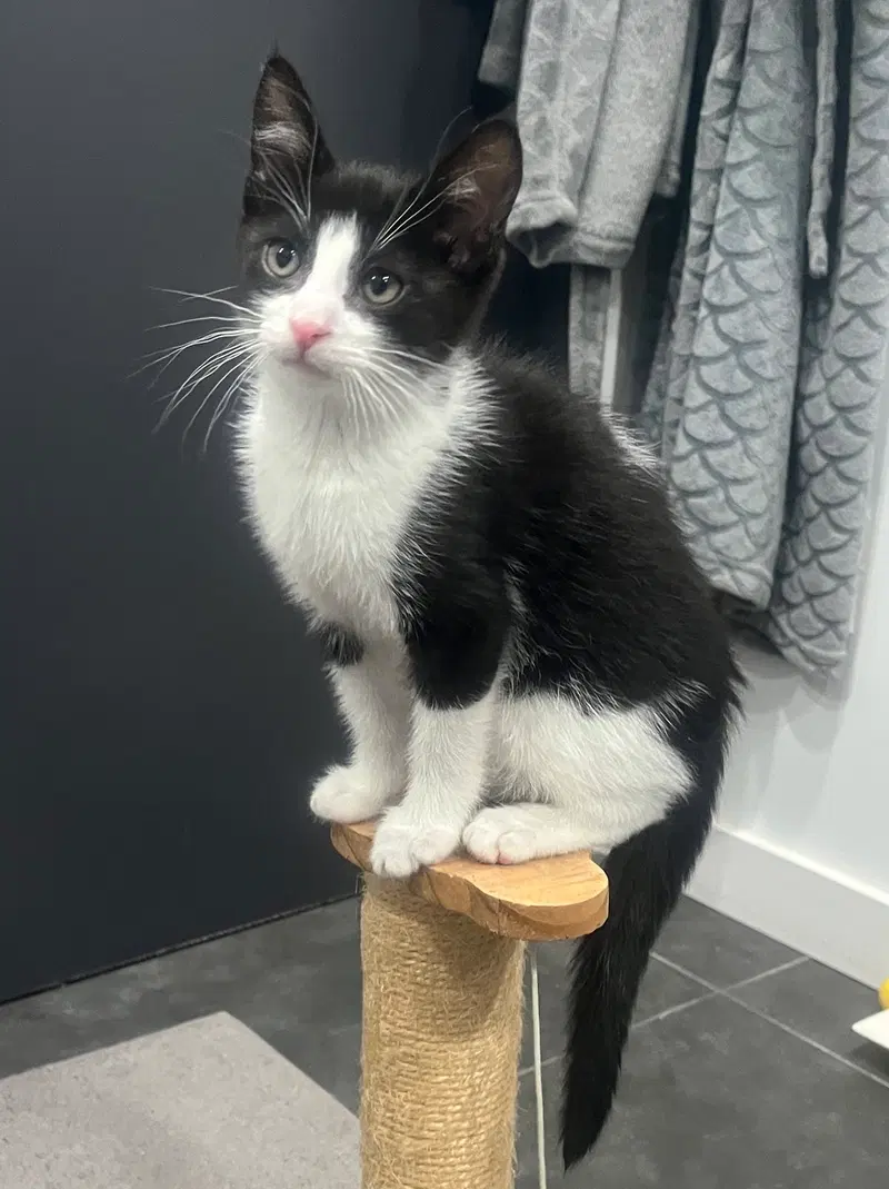 Pip II, photo 8