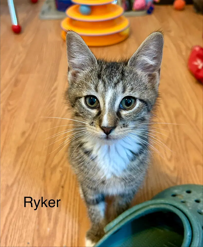 Ryker, photo 7