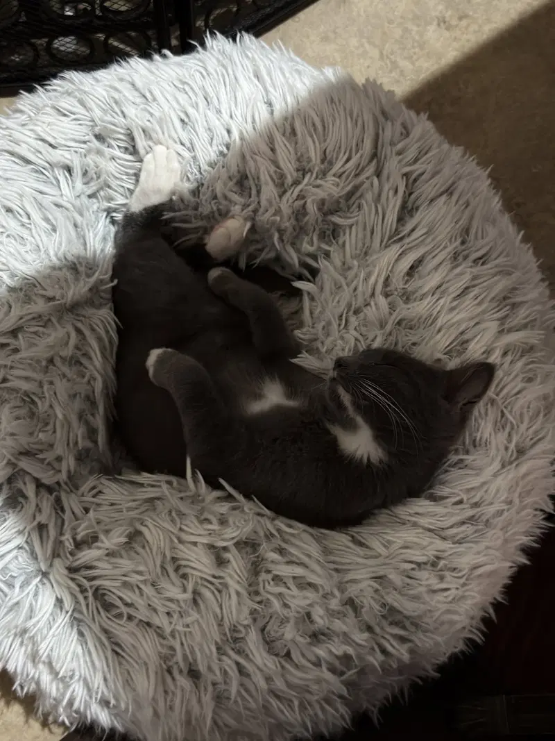 Muffin, photo 6