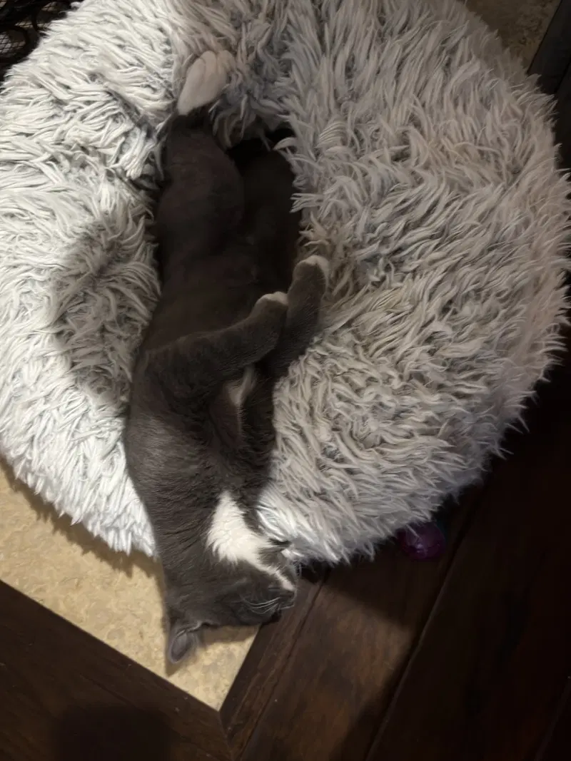 Muffin, photo 8