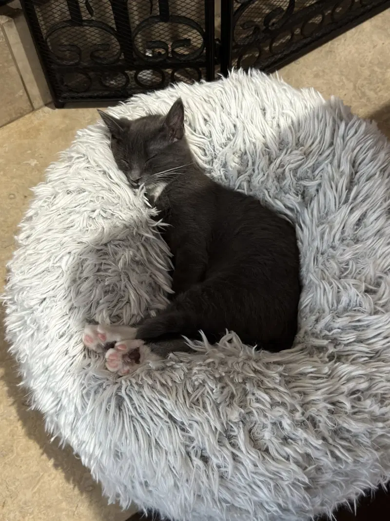 Muffin, photo 9