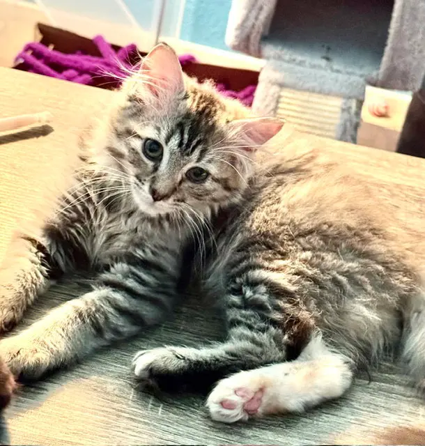 Cinder, photo 2