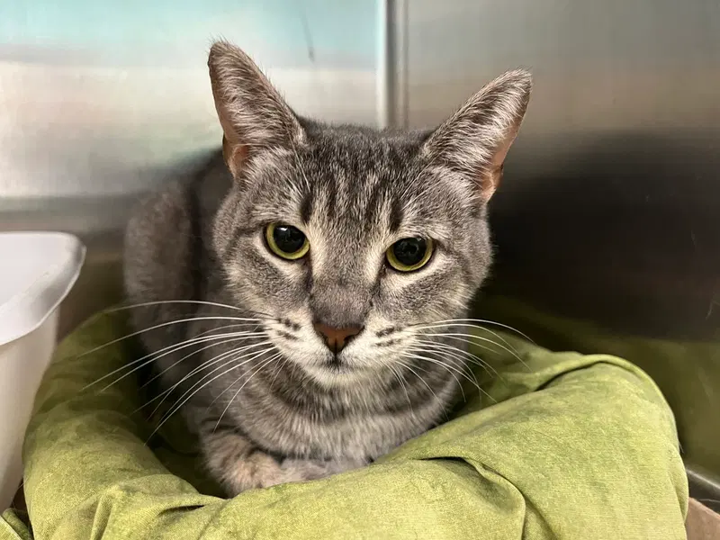 Rosa, an adult female cat up for adoption