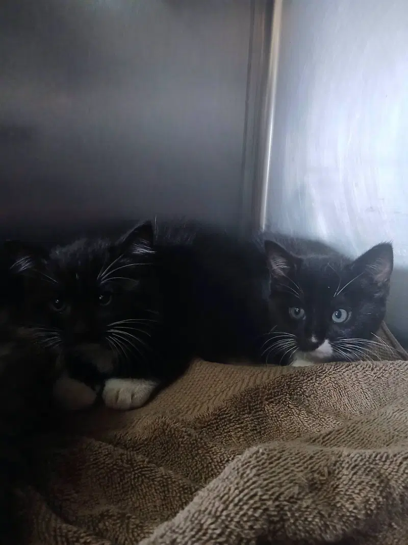 Female Kittens-Black/white, photo 2