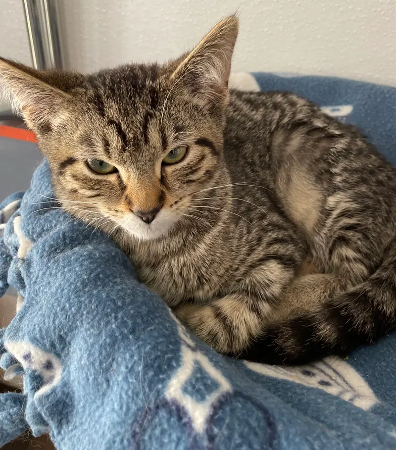 Valentina, a female Tabby kitten up for adoption