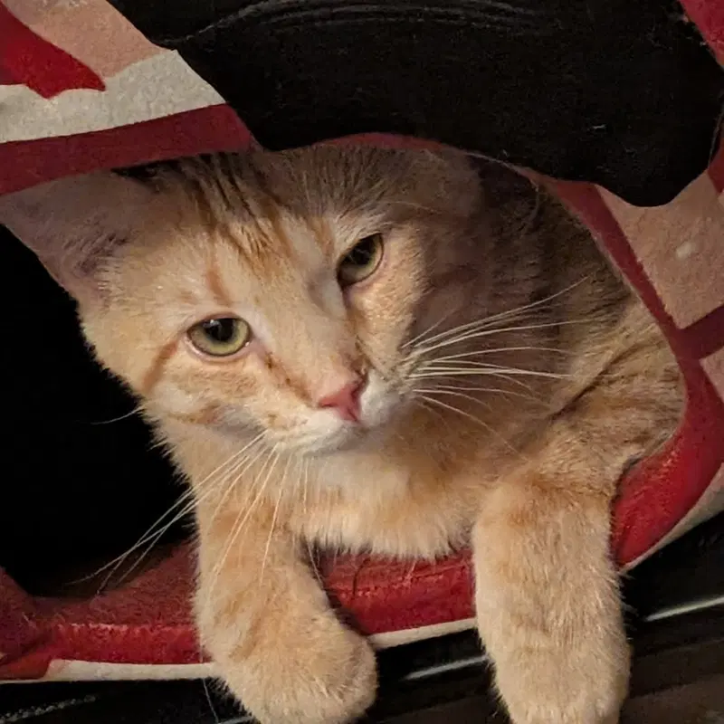 Sunrise, an adult male cat up for adoption