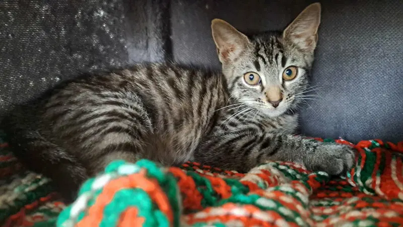 Katu, a female kitten up for adoption