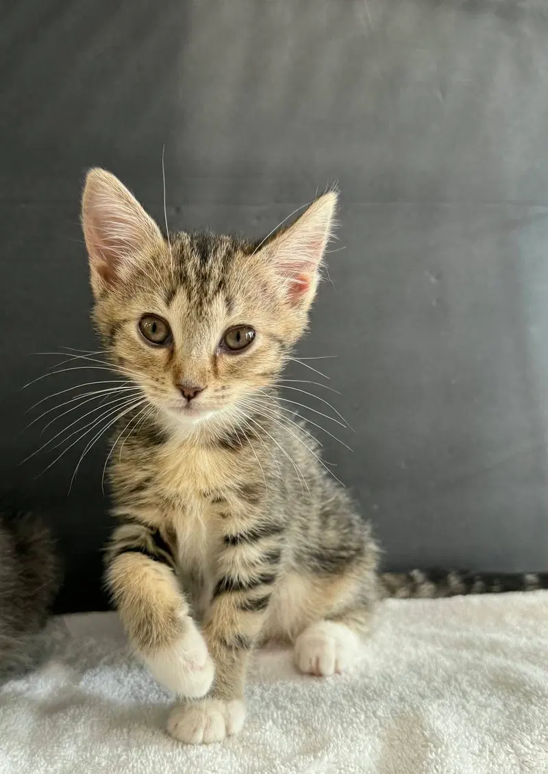 Liebchen and Schatzi, female Tabby kittens up for adoption