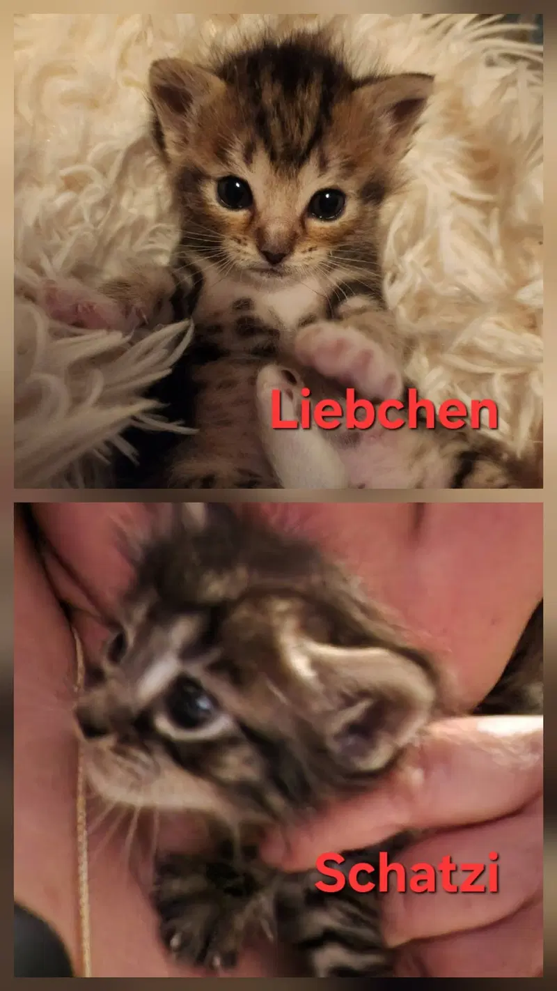 Liebchen and Schatzi, photo 4