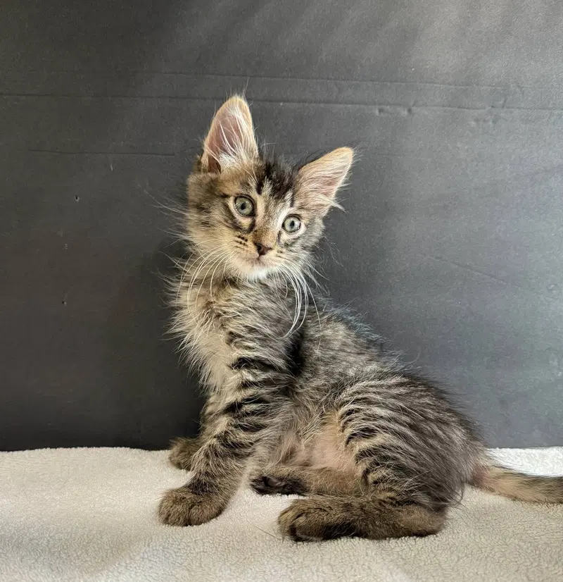 Schatzi and Liebchen, male Maine Coon kittens up for adoption