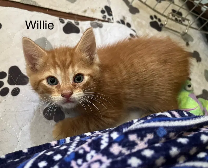 Willie BM, photo 2