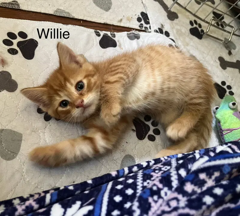 Willie BM, photo 3