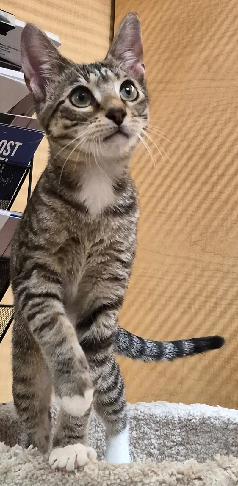 Peanut, photo 2