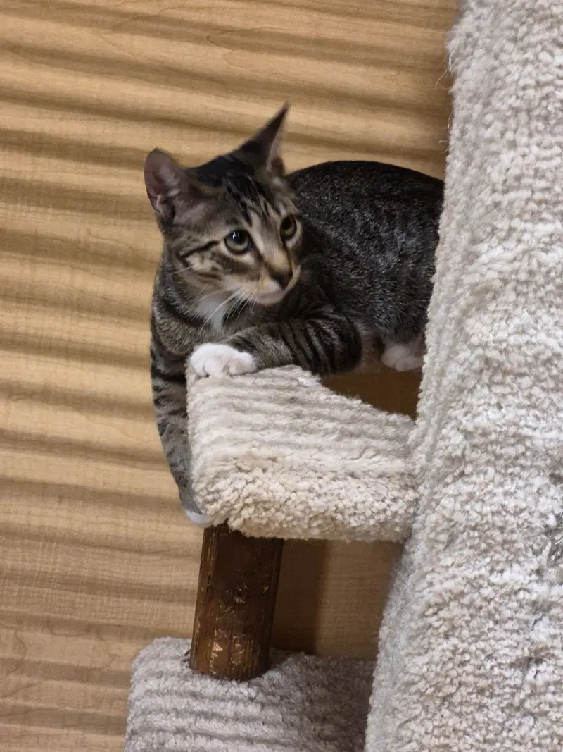 Peanut, photo 3