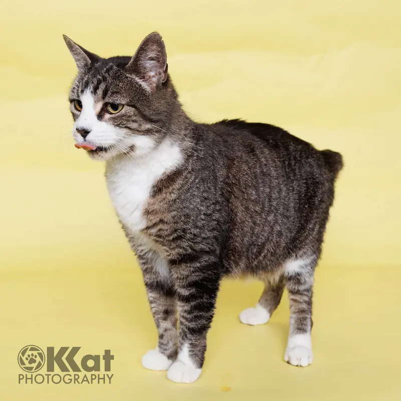 Granny, an adult female cat up for adoption