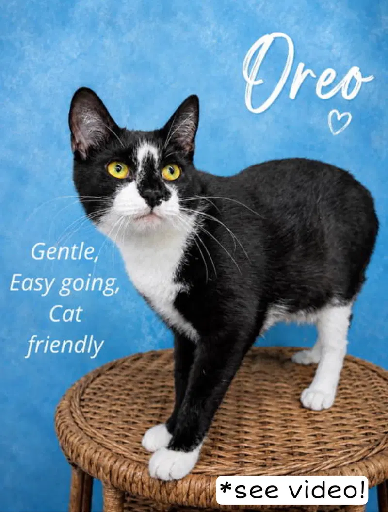 Oreo Willow Grove area, photo 3