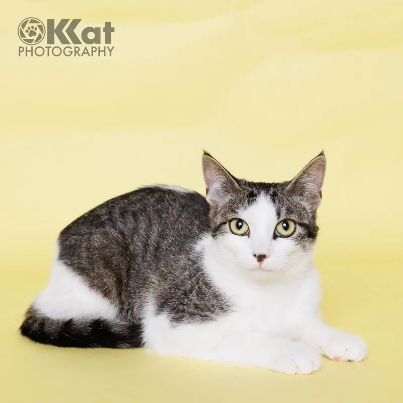 Little Mama, a young female cat up for adoption